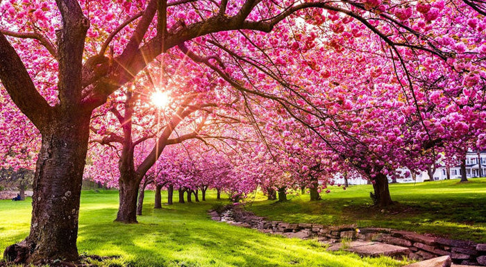 Spring time is a time for renewal