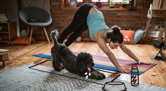 Workout with Your Dog